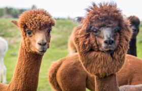 Alpakahof Sonnseitn, © Sonnseitnhof Alpakahof Sonnseitn, © Sonnseitnhof