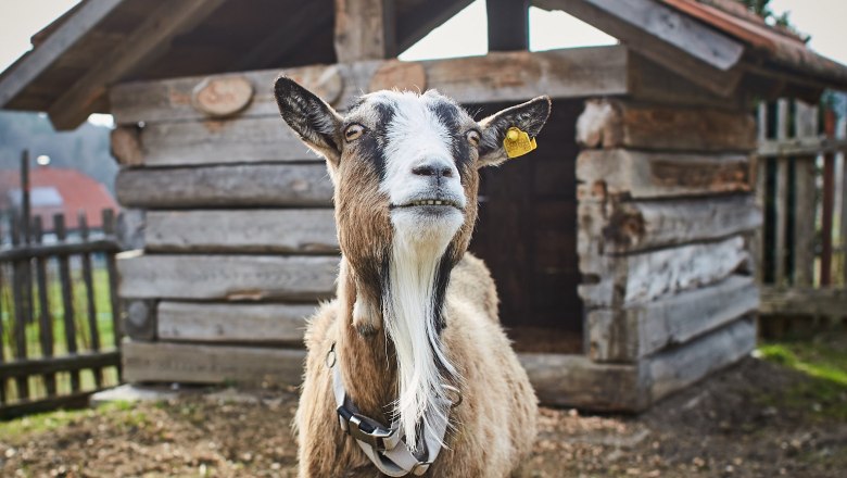 Tiere ganz nah erleben.., © Familie Rosinger Eine Ziege steht vor einem kleinen Holzstall auf einem Bauernhof.