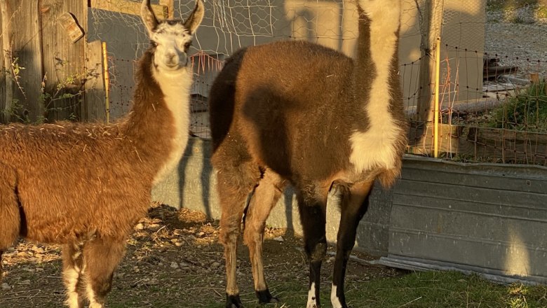 Lamamama Flecky und Fay Sophie, © ALZV - Rudolf Bauer, MBA Lamamama Flecky und Fay Sophie, © ALZV - Rudolf Bauer, MBA