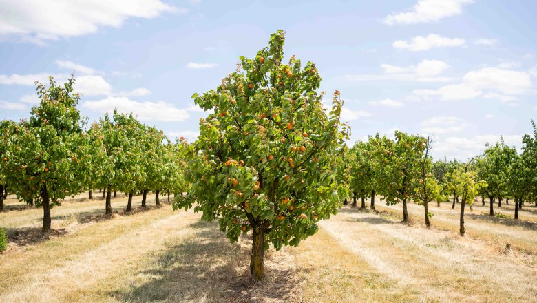 Marillenhof Hackl, © Netzwerk Kulinarik/pov.at Marillenhof Hackl, © Netzwerk Kulinarik/pov.at