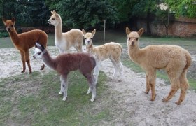 Weinviertel Alpaka, © Weinviertel Alpaka Weinviertel Alpaka, © Weinviertel Alpaka