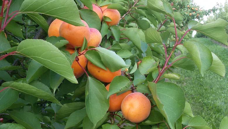 Marillenbäume, © Fam. Kleedorfer Marillenbäume, © Fam. Kleedorfer