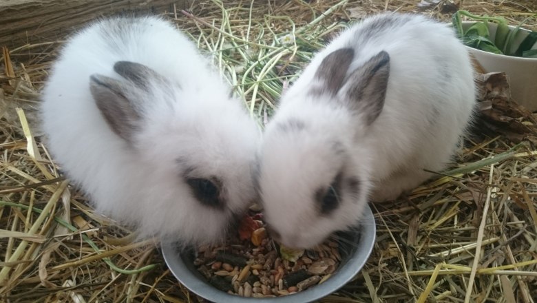 hasen-x, © Christoph Mehofer hasen-x, © Christoph Mehofer