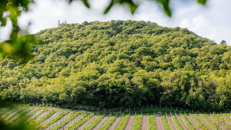 Wein: einst eine Auwald-Pflanze, © Niederösterreich Werbung/Mara Hohla Weingarten vor beginnenden Wienerwald