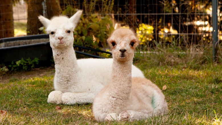 Freddy und Ilvy, © Alpakagarten Texingtal Freddy und Ilvy, © Alpakagarten Texingtal