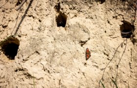 Lösswand, © Region Wagram Lösswand mit Schmetterling.