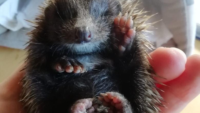 uvky5785, © Tina Perina Ein kleiner Igel liegt auf dem Rücken in einer Hand, mit geschlossenen Augen und erhobener Pfote.