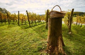 Weingarten, © F. Bläuel GesmbH Ein Weingarten mit einem Baumstumpf und einem Korb darauf.