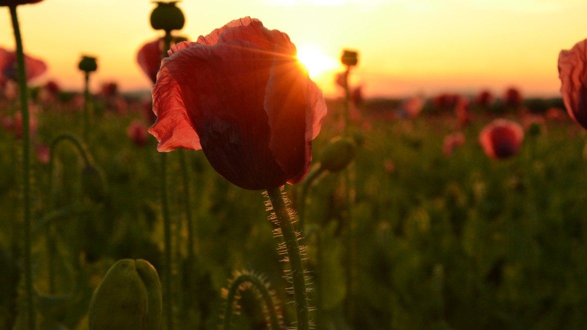 Mohnblüte Waldviertel, © Niederösterreich Werbung Mohnblüte Waldviertel, © Niederösterreich Werbung