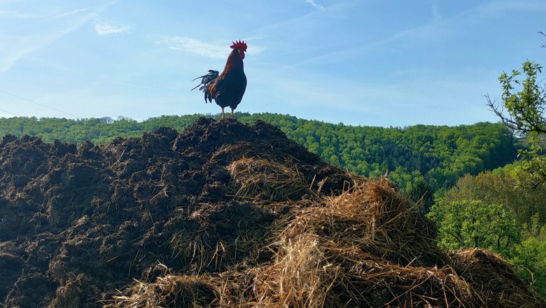 Bauernhof Wieshaider, © Franz Wieshaider Ein Hahn steht auf einem Misthaufen vor einem bewaldeten Hügel unter blauem Himmel.