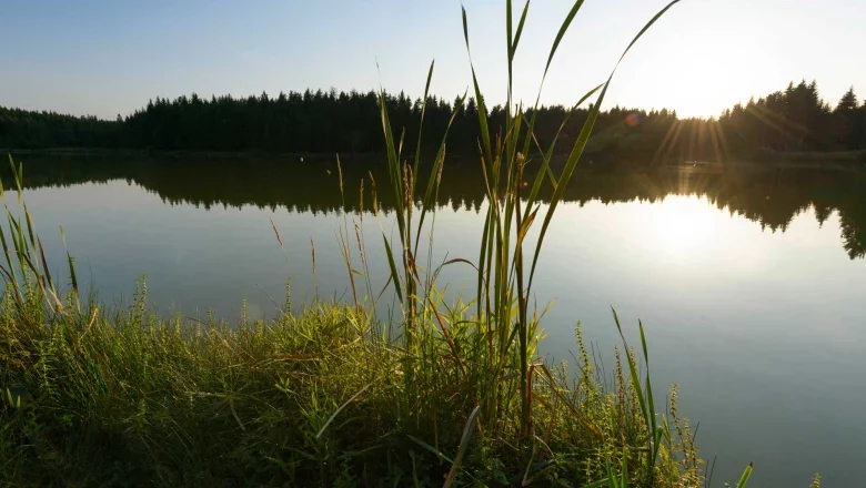 Himmelteich bei Ottenschlag, © Matthias Schickhofer Sonnenuntergang über einem ruhigen Teich mit Schilf im Vordergrund und Wald im Hintergrund.