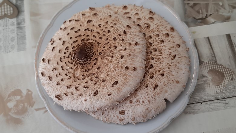 Gefundene Parasol in der Umgebung, © Ferienhaus Leopold Gefundene Parasol in der Umgebung, © Ferienhaus Leopold