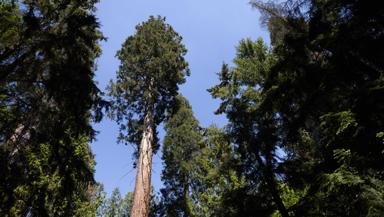 Heilwald Göttweig, © Alexander Pfeffel Photography Blick nach oben in einen dichten Wald mit hohen Bäumen und blauem Himmel.