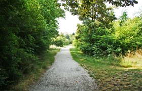 Schmuckerau, © Wiener Alpen/Katrin Zeleny Ein schmaler, unbefestigter Weg führt durch einen grünen, dicht bewachsenen Wald an einem sonnigen Tag.