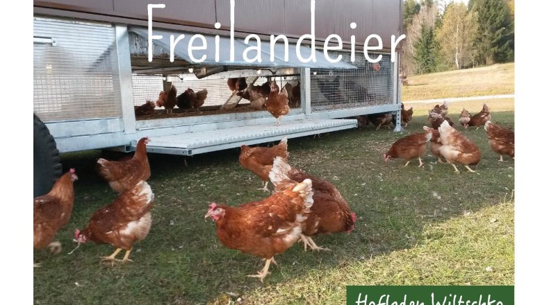 Freilandeier, © Hofladen Wiltschko Freilandeier, © Hofladen Wiltschko