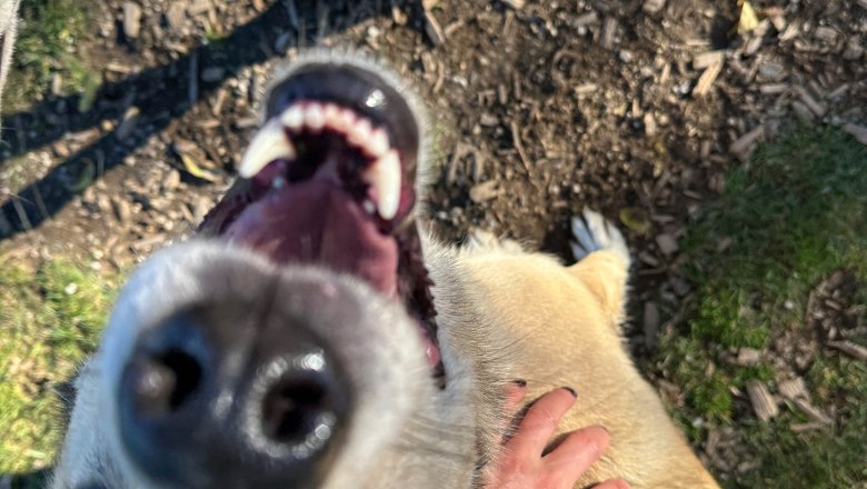 Lächeln auf vier Pfoten, © Huskystadl Lächeln auf vier Pfoten, © Huskystadl