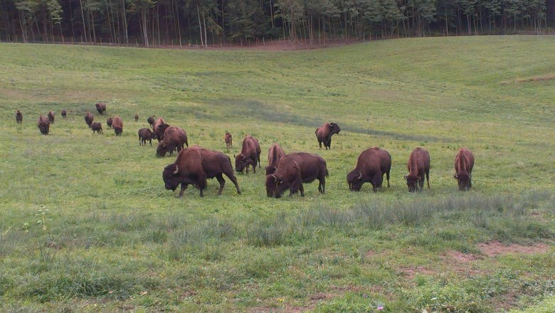 Bison Wiese, © Kogelhof Eine Herde Bisons grast auf einer grünen Wiese vor einem Wald.