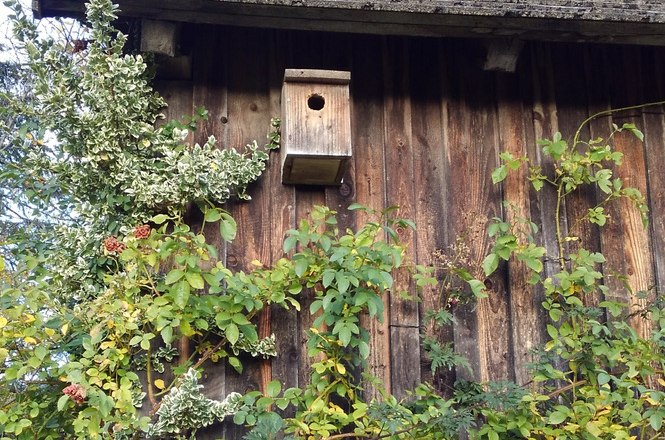 7299f920-0b16-44b9-a917-270789145180_1_105_c, © Edith Weiß Ein hölzernes Vogelhaus an einer mit Pflanzen bewachsenen Holzwand.