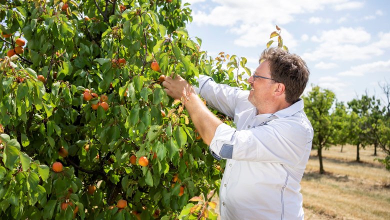 Marillenhof Hackl, © Netzwerk Kulinarik/pov.at Marillenhof Hackl, © Netzwerk Kulinarik/pov.at