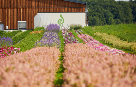 ReinSaat Sommerblumen, © ReinSaat ReinSaat Sommerblumen, © ReinSaat