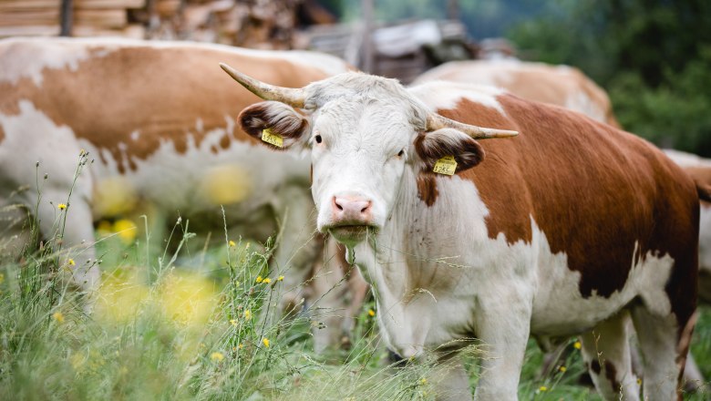 Ennstaler Bergschecken, © Sandra Wagner Ennstaler Bergschecken, © Sandra Wagner