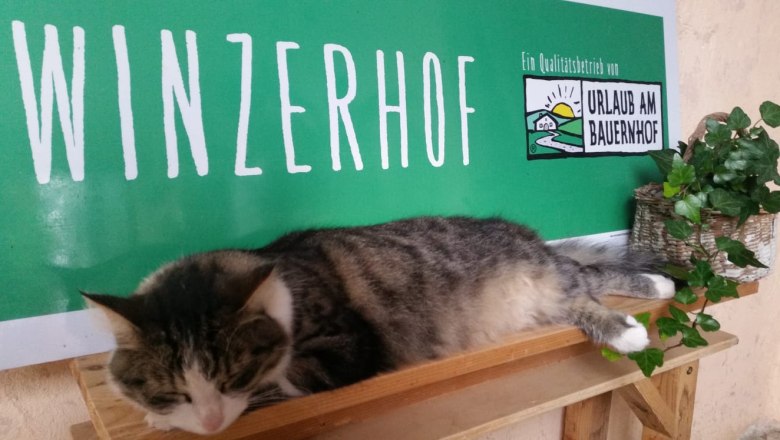 Begrüßung am Winzerhof, © Familie Fleischmann Eine Katze liegt auf einem Regal vor einem Schild mit der Aufschrift 'Winzerhof' und 'Urlaub am Bauernhof'.