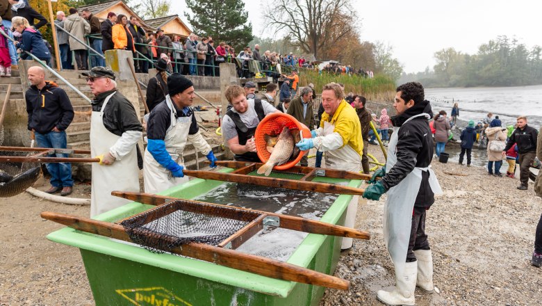 Abfischfest in Sitzenberg-Reidling, © Teichwirtschaft Sitzenberg- Reidling Menschen beim Abfischfest an einem Flussufer.