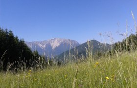 Kaiserebenwiese Puchberg am Schneeberg, © ©Monika Gschaider Kaiserebenwiese Puchberg am Schneeberg, © ©Monika Gschaider
