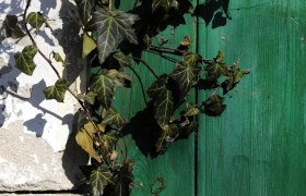 Kellertür, © Weinviertel Tourismus / Mandl Grüne Holztür mit Efeu bewachsen.