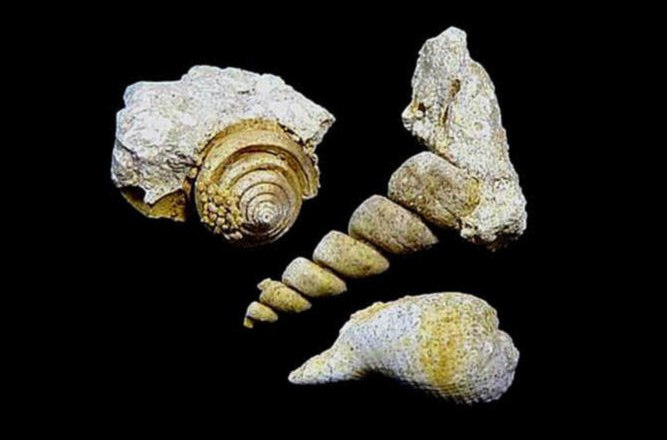 Stadtmuseum Mannersdorf, Fundstück, © Kultur- und Museumsverein Mannersdorf am Lgb. Stadtmuseum Mannersdorf, Fundstück, © Kultur- und Museumsverein Mannersdorf am Lgb.