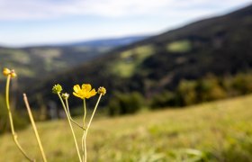 Erlebnisalm Mönichkirchen, © Wiener Alpen in Niederösterreich - Wechsel Erlebnisalm Mönichkirchen, © Wiener Alpen in Niederösterreich - Wechsel