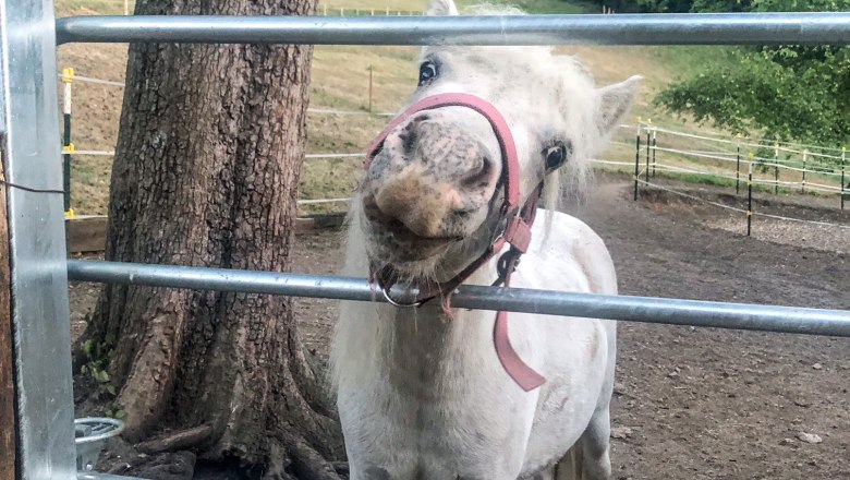 Pony, © Familie Prack Pony, © Familie Prack