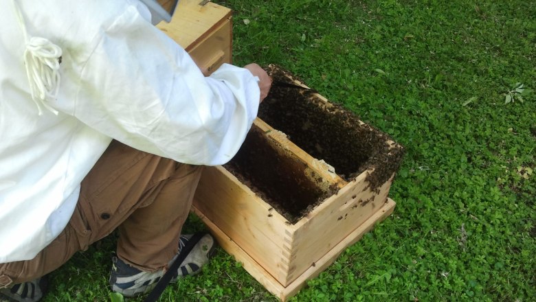 Bienen, © Haselhof Bienen, © Haselhof