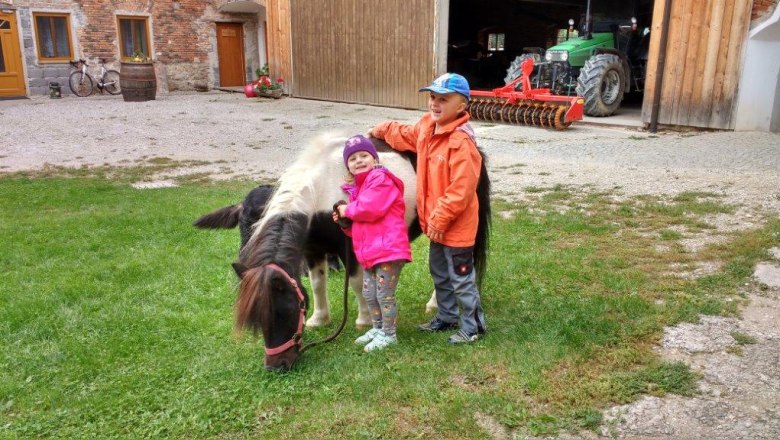 Pony, © Gudrun Berndl Pony, © Gudrun Berndl