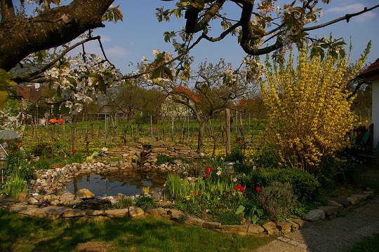 Teich im Garten vom Haus Annemarie, © Familie Baumgartner Teich im Garten vom Haus Annemarie, © Familie Baumgartner
