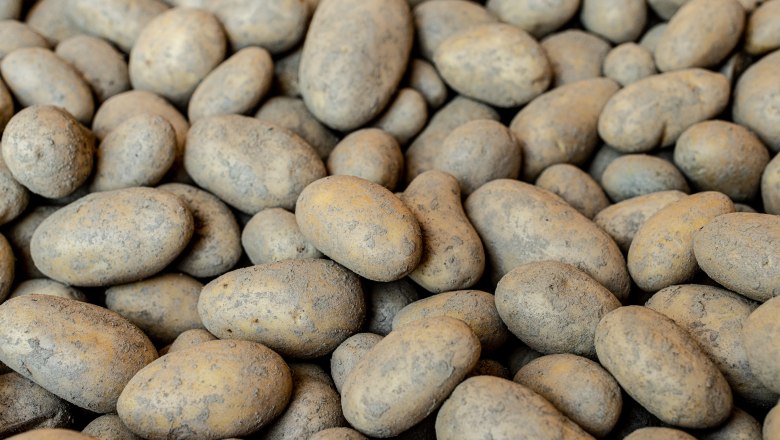 Aufnahme von vielen Kartoffeln, die dicht beieinander liegen., © Martina Siebenhandl Aufnahme von vielen Kartoffeln, die dicht beieinander liegen.