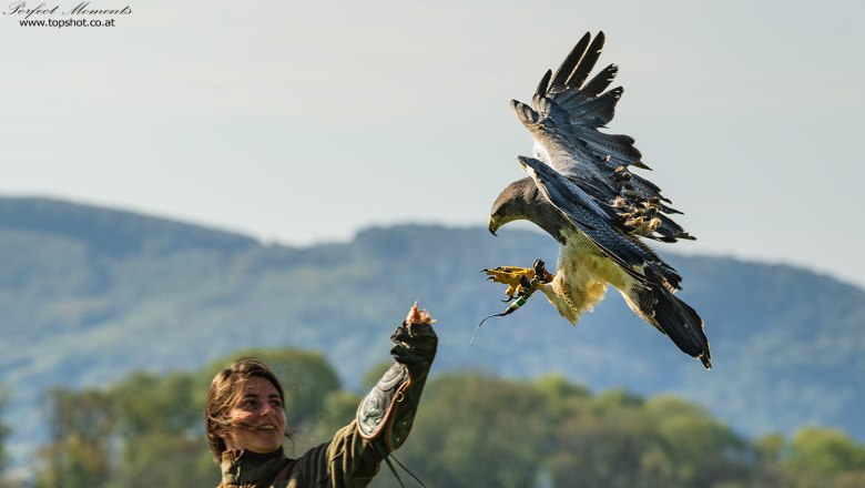 Flugvorführung, © topshot.co.at Eine Frau in grüner Kleidung hält einen großen Greifvogel auf ihrem behandschuhten Arm. Im Hintergrund sind Bäume und Hügel zu sehen.