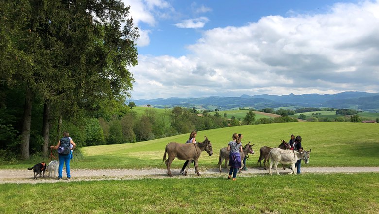 Eselwandern am Esperanzahof, &copy; Mag.a Martina Kotzina, Esperanza- Zentrum f&uuml;r tierunterst&uuml;tzte P&auml;dagogik