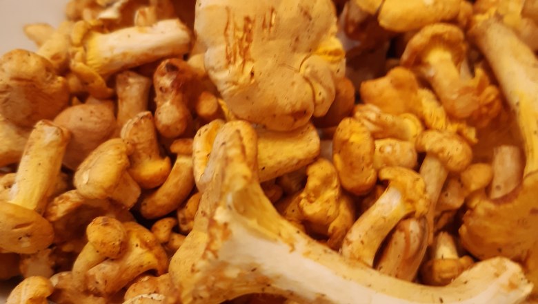 Gefundene Eierschwammerl in der Umgebung, &copy; Ferienhaus Leopold