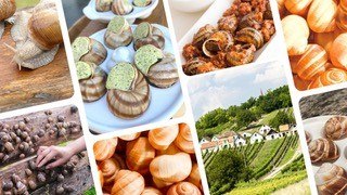 Weinviertler Weinbergschnecke, &copy; Weinviertler Weinbergschnecke