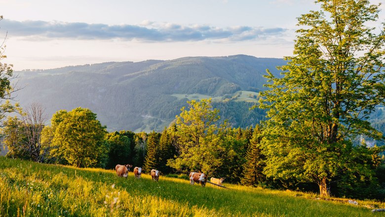 Nestelberg 17, &copy; Sabine Wieser