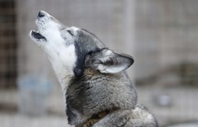 Ein Husky mit grauem Fell heult in die Luft.