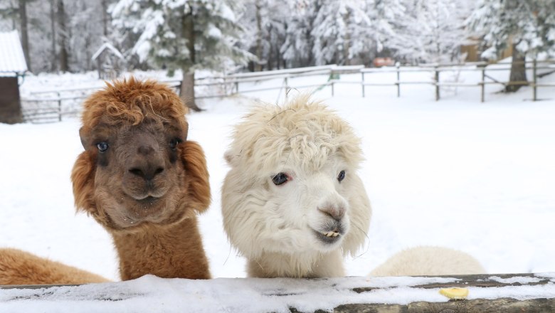 Zwei Alpakas schauen &uuml;ber einen schneebedeckten Zaun in einer winterlichen Landschaft.