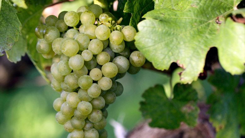 Nahaufnahme einer gr&uuml;nen Weintraube am Rebstock mit gr&uuml;nen Bl&auml;ttern.
