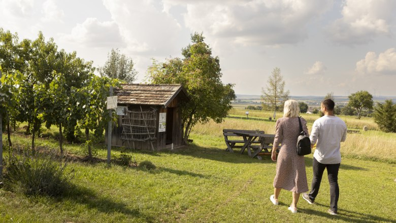 Zwei Personen spazieren durch einen Weingarten in Kettlasbrunn bei sonnigem Wetter.