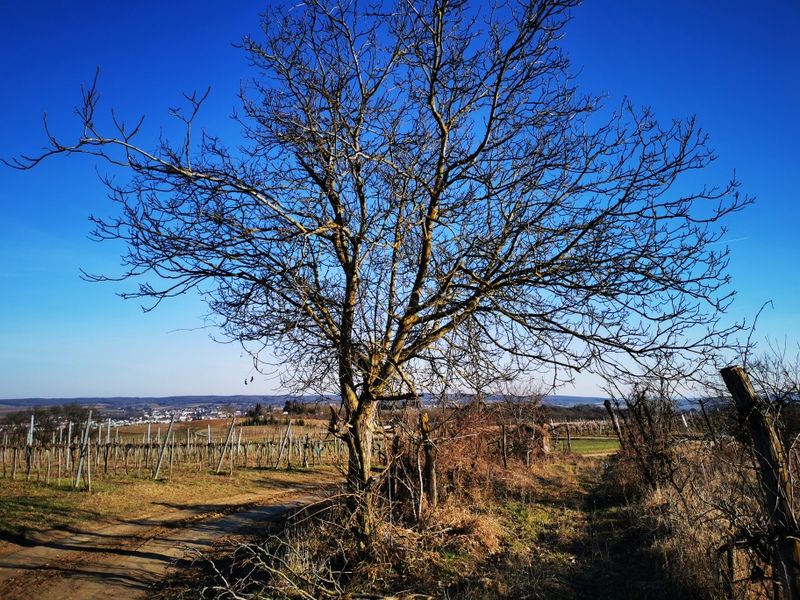 Landschaft mit kahlem Baum und Weinbergen unter blauem Himmel.