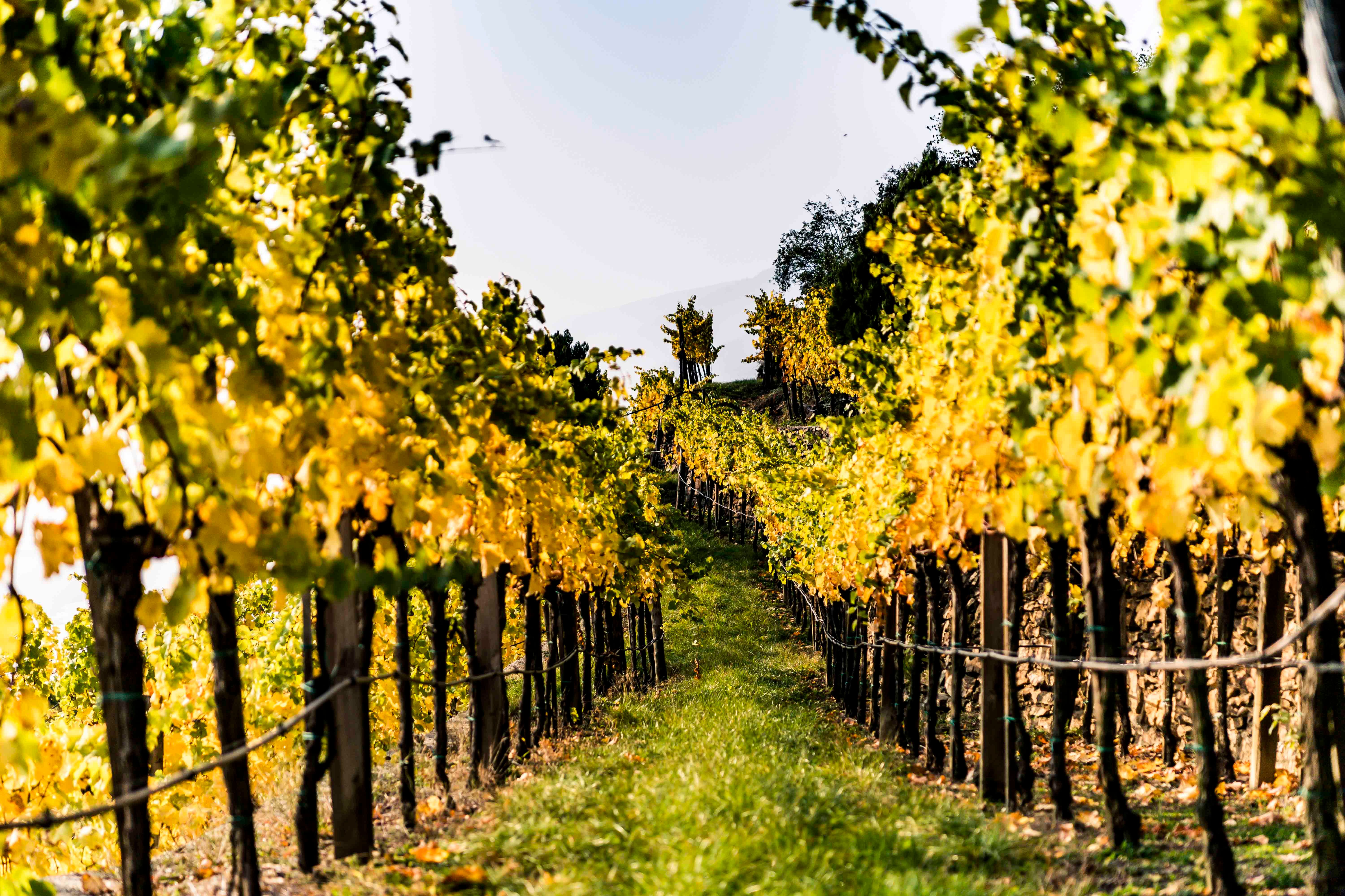 Weinrieden im Herbst