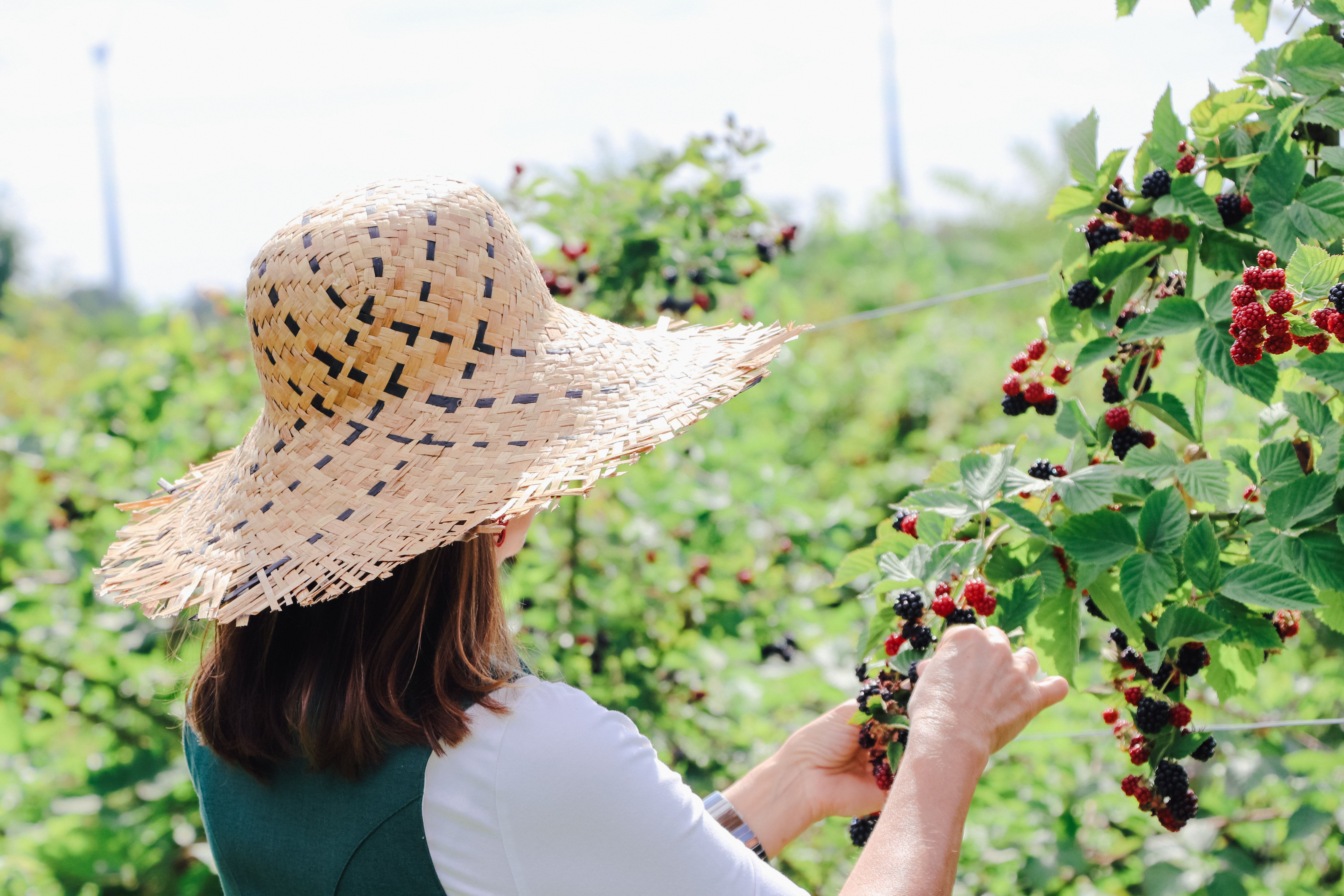 Person mit Strohhut pflückt Brombeeren im Garten.
