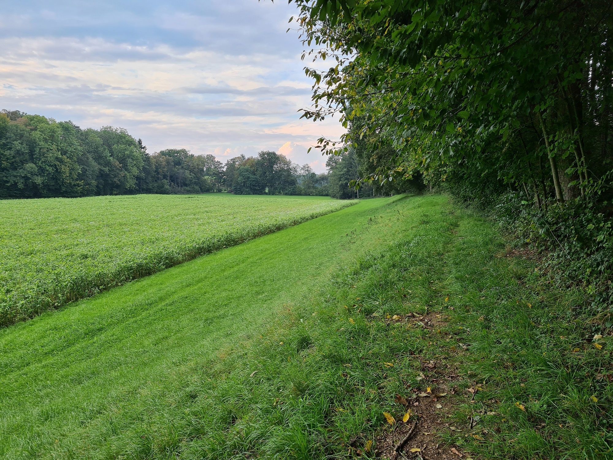 Weg am Waldrand