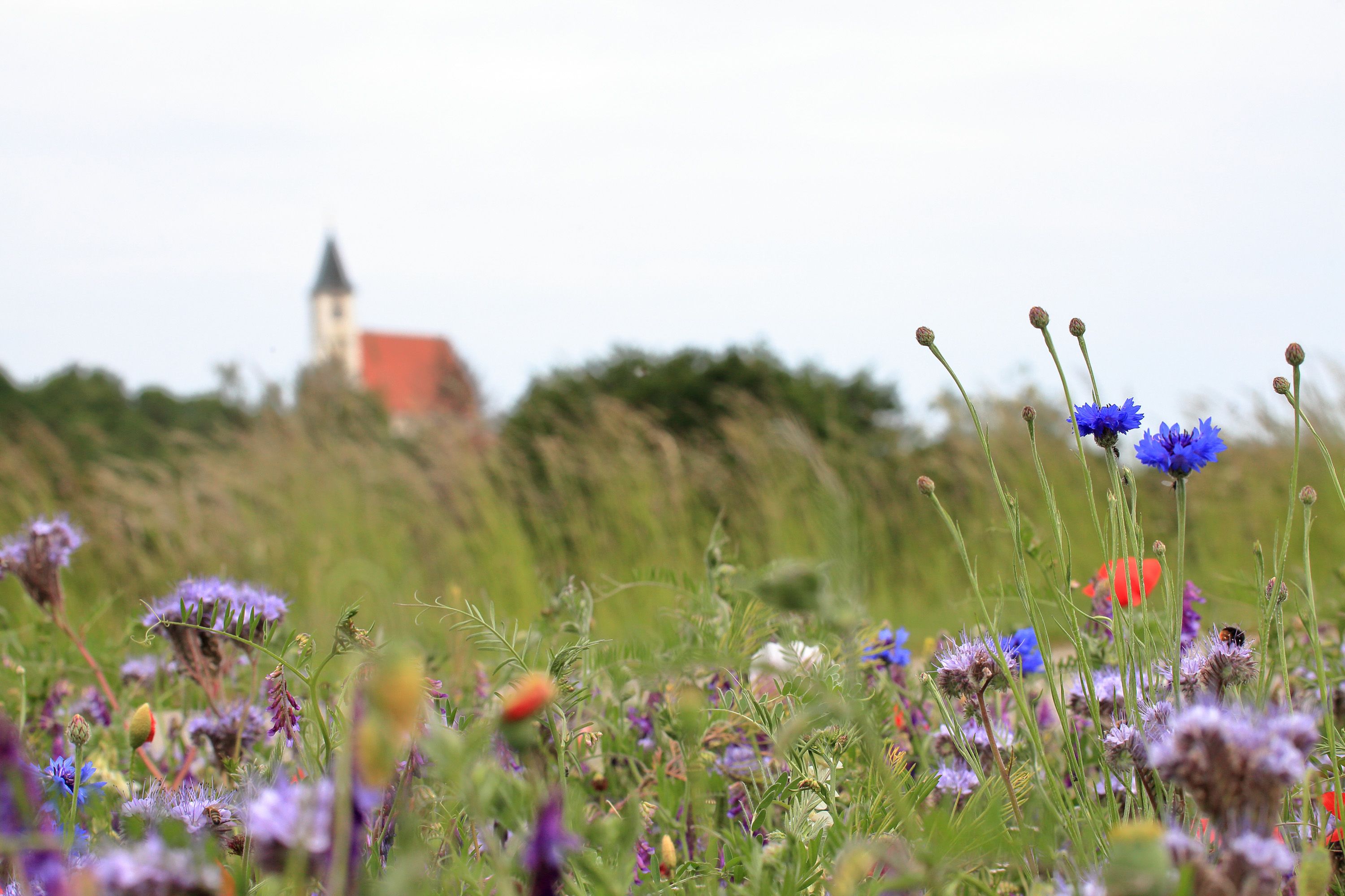 Wiese mit bunten Blumen und unscharfem Kloster im Hintergrund.